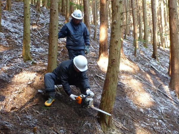 一人が間伐作業をしていてもう一人がその作業を見ている写真